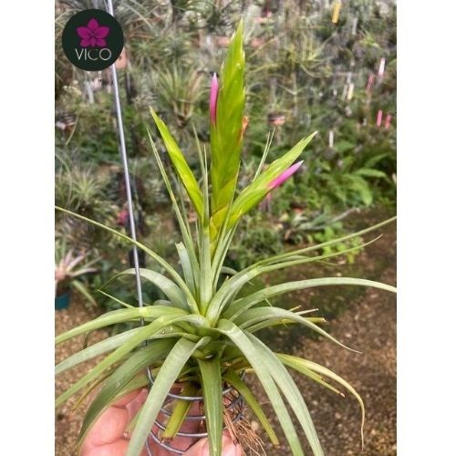 Tillandsia Concolor