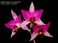 Laelia anceps na jangada de café