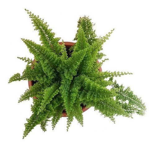 Mini Samambaia Havaiana Planta Natural