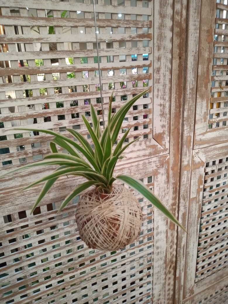 Kokedama de Folhagem Clorofito