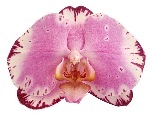 Orquídea Phalaenopsis Exótica ! Planta Adulta ! Rara