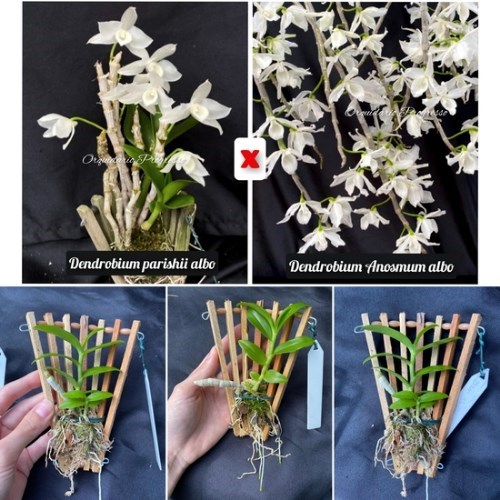 Orquídea Dendrobium Nestor "albo"