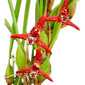 Orquidea Maxillaria tenuifolia Adulta. Cheirinho De Coco.!!!