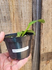 Brasilaelia xanthyna