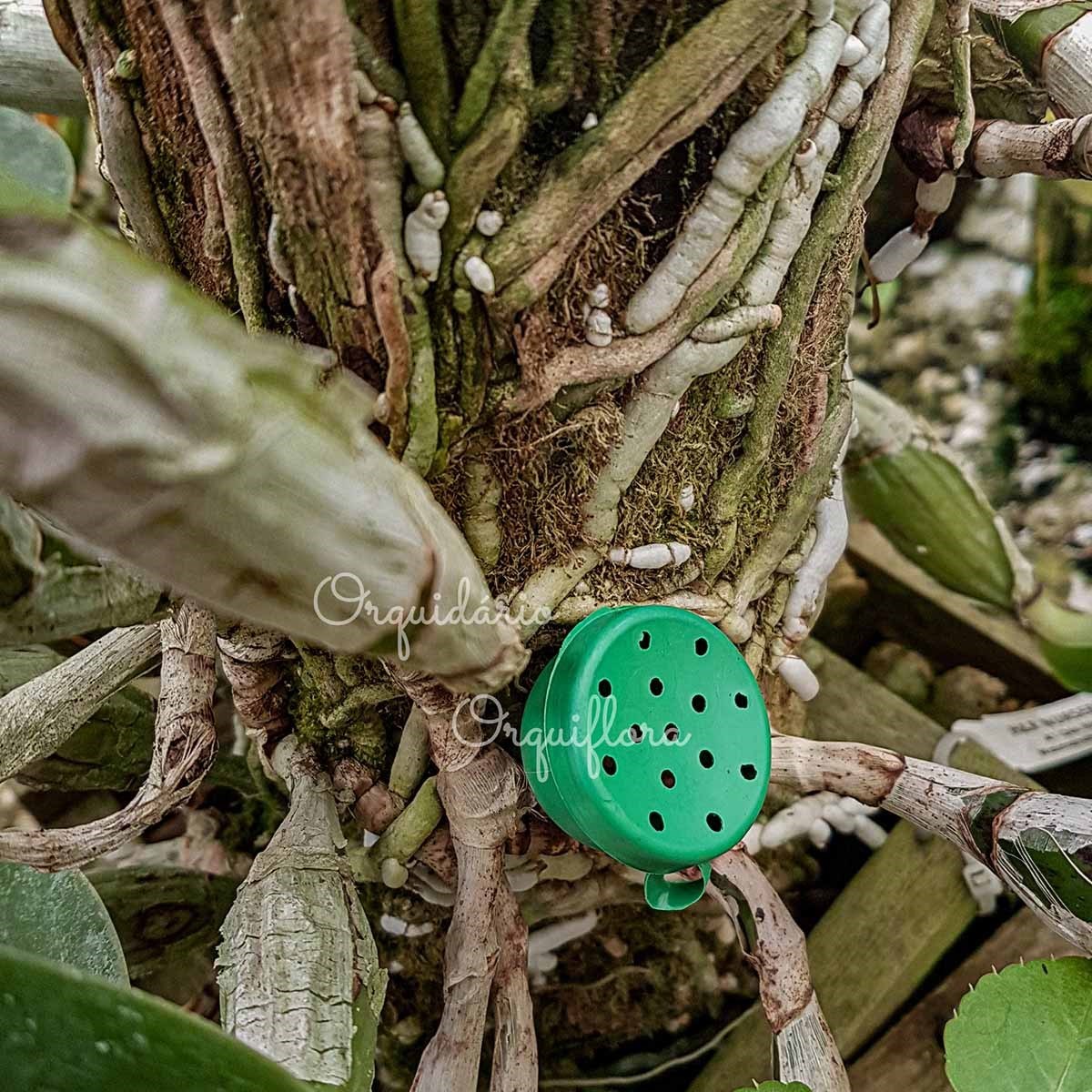 Kit 50 Unidades Porta Adubo VERDE Plantas Orquídeas Bonsai