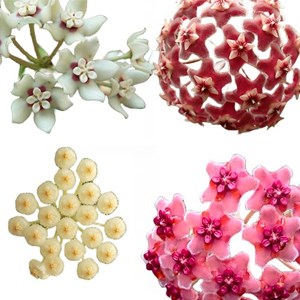 Combo Promocional De Flores De Cera Nº10 (mudas Enraizadas)
