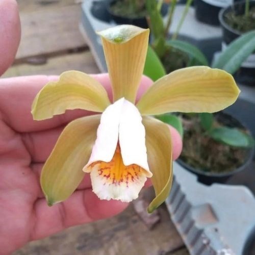 Orquídea Cattleya forbesii