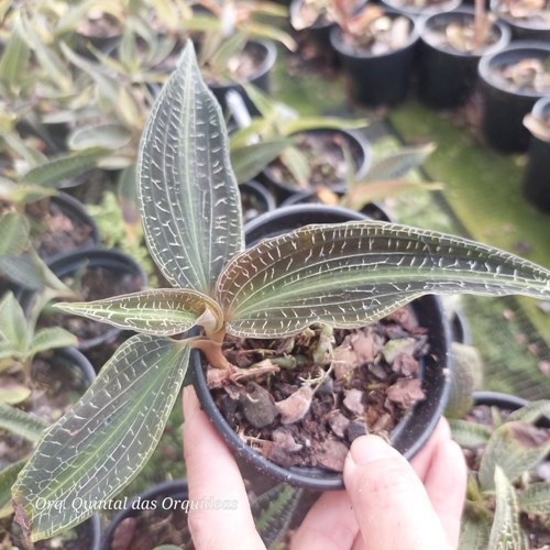 Goodyera malipoensis - Jewel Orchid - Orquídea Joia - Adulto