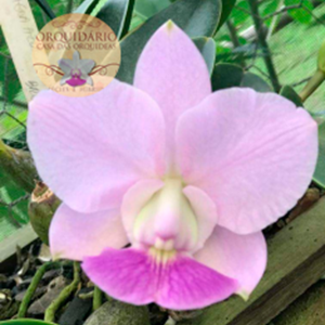 Orquídea Cattleya walkeriana coerulea BR001 Magnifiquete x Marlim Azul (CORTE)