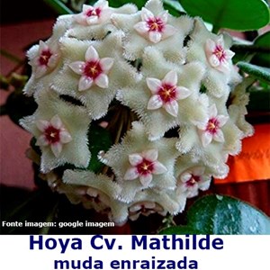 Hoya Cv. Mathilde