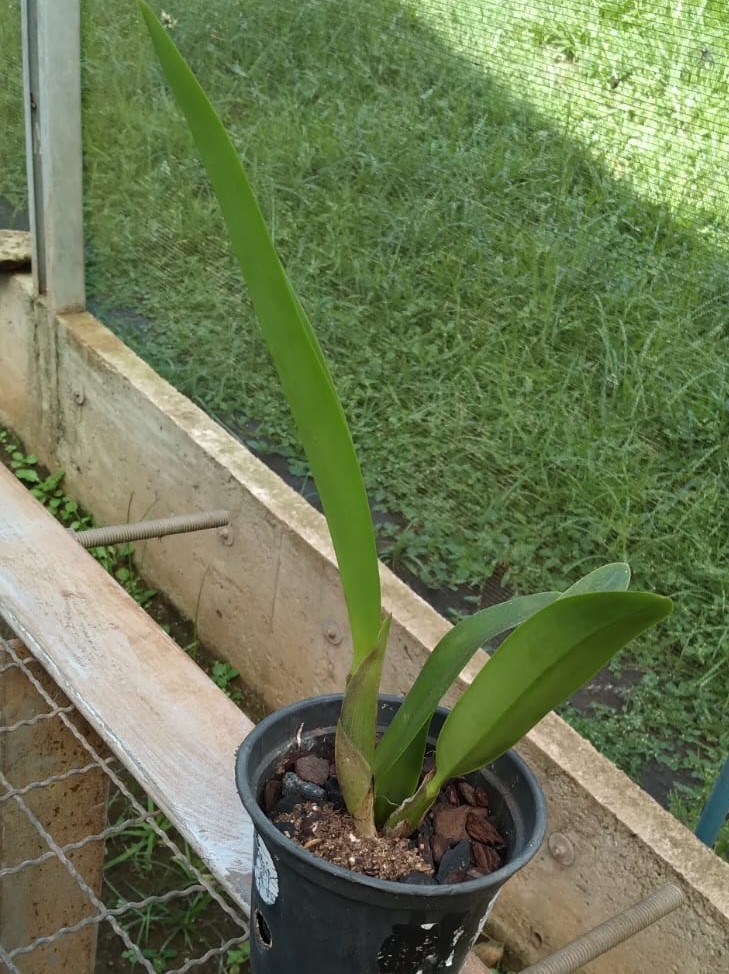 Schomburgkia rósea x Cattleya walkeriana “Super Rubra”