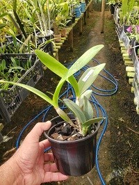 Lc. elegans coerulia