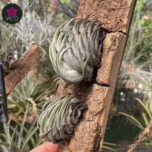 Tillandsia Carminea Green