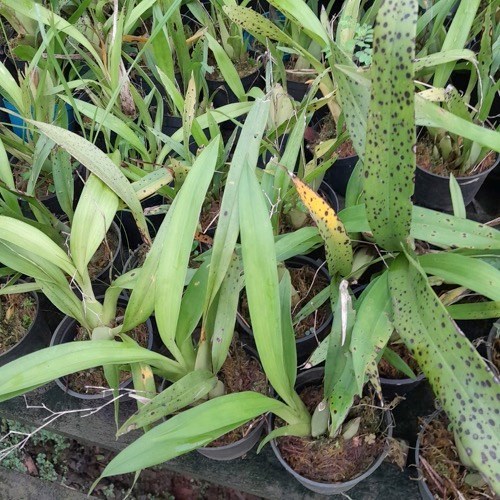 Orquídea Oncidium ornithorynchum