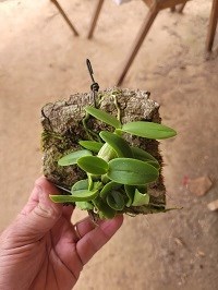 Myrmecophila albopurpurea