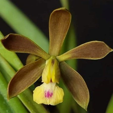 Encyclia Amazonian Sunset