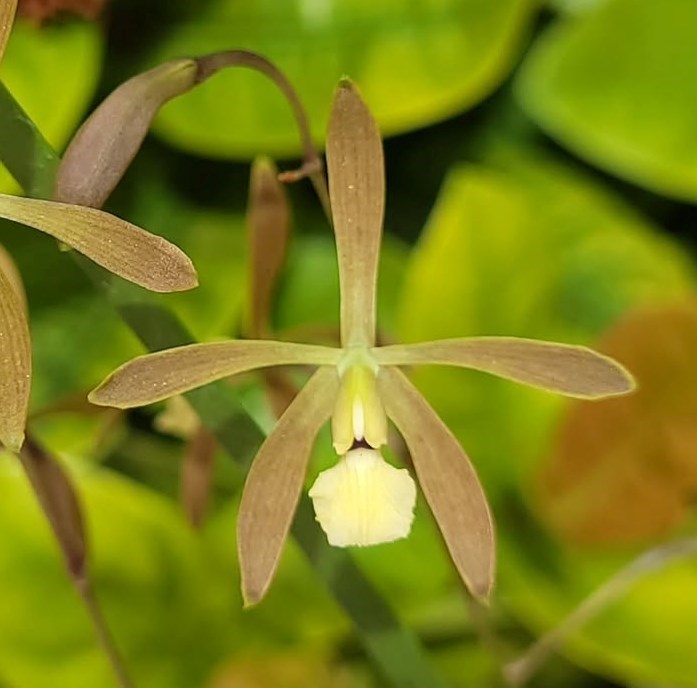 Encyclia Tapi'i