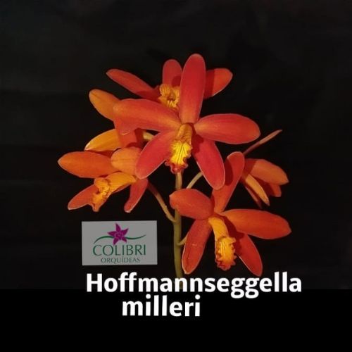 Orquídea Hoffmannseggella milleri