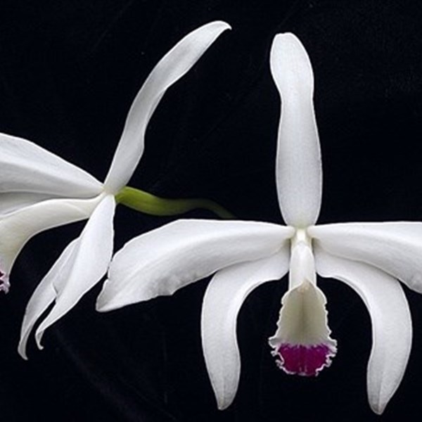 Orquídea Laelia perrini semi alba 