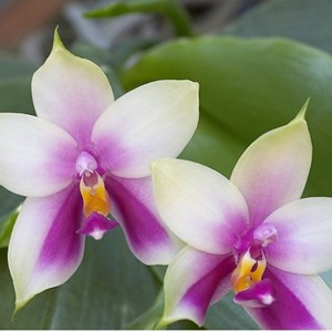 Orquídea Phalaenopsis bellina
