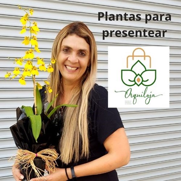 Orquídea Chuva de Ouro para Presente Dia das Mães