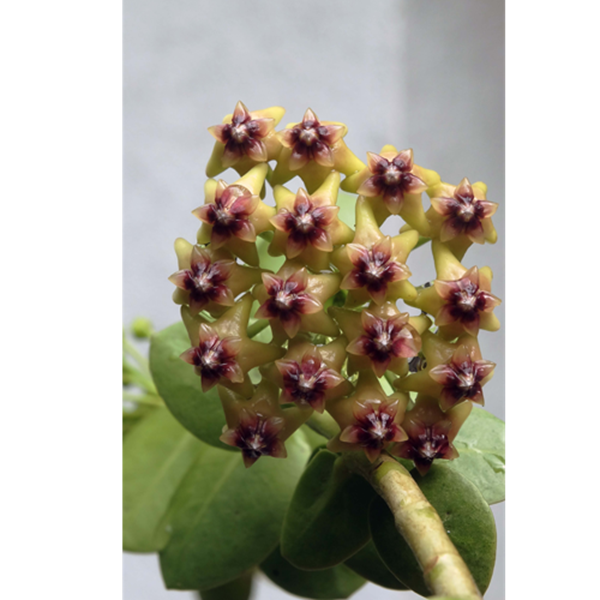 Flor de cera Hoya cumingiana muda enraizada no Pote nº 6