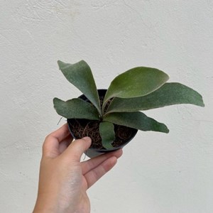 Folhagem Chifre-de-Veado-limonei (Platycerium veitchii Lemoinei)