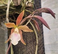 Registro Disponível: Brassanthe Sunny Deligthy x Encyclia randii