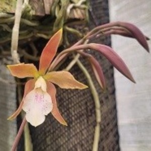 Registro Disponível: Brassanthe Sunny Deligthy x Encyclia randii