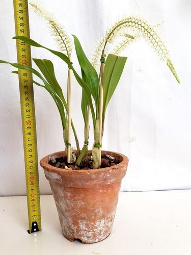 Orquídea Dendrochilum glumaceum Planta Adulta 3 A 4 Bulbos