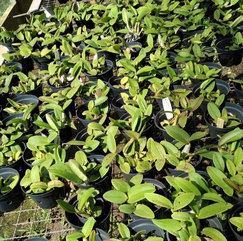 Myrmecophylla tibicinis