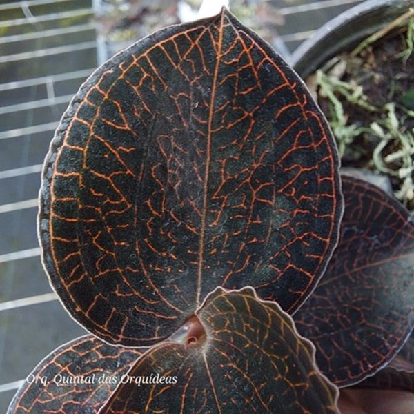 Anoectochilus roxburghii (Radish Brown, Golden lines) - Jewel Orchid - Orquídea Joia - Adulto