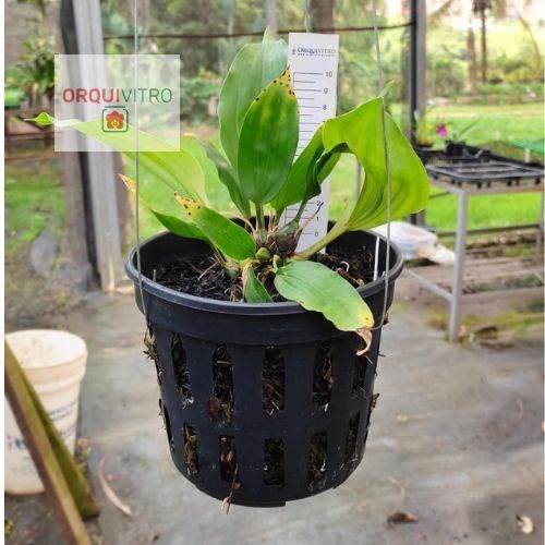 Stanhopea graveolens