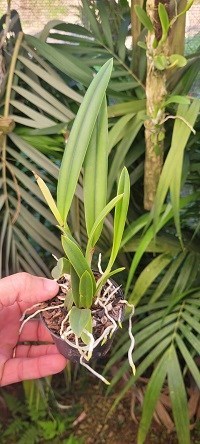 Hoffmannseggella ( caulescens x crispata )