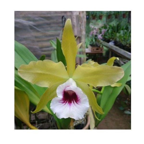 Orquídea C. Tenebrosa áurea x Self