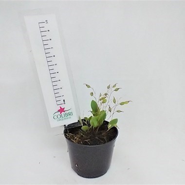 Orquídea Pabstiella pristeoglossa