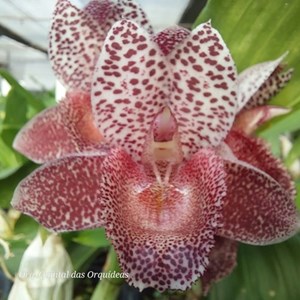 Catasetum Spot Me "269" - ADULTO - PROMOÇÃO