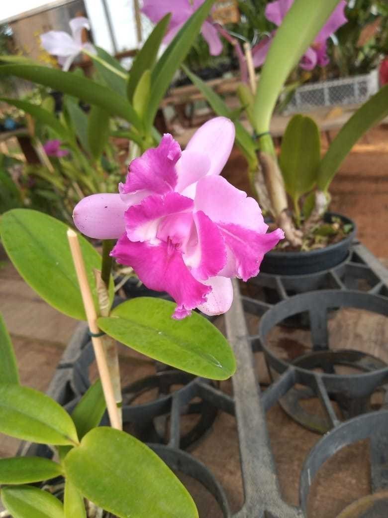 Orquídea 2 Cattleya intermedia - Kit