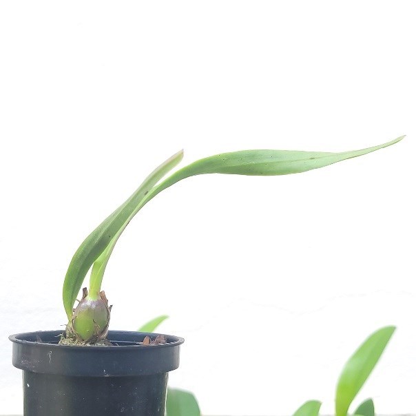 Encyclia alata ("Cecília Ferriello" x "Oreana Honey")