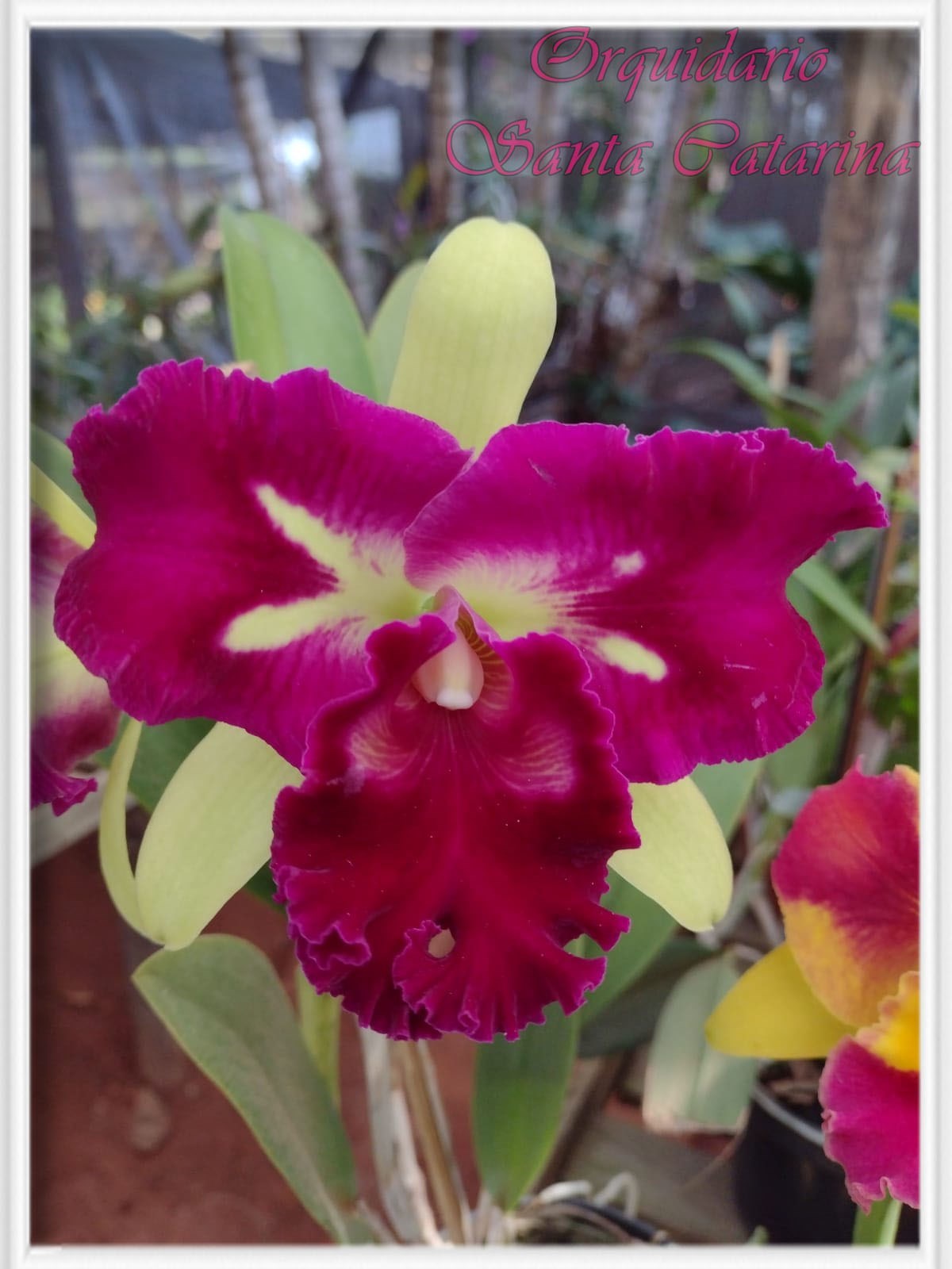 Orquídea BLC.  Prem Dow Fang