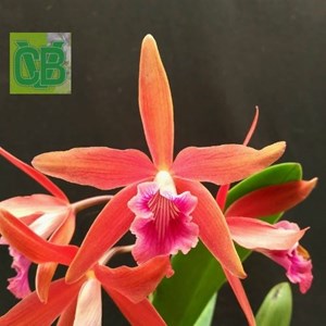 Orquídea Laelia(purpurata flamea X briegeri) - S6988 