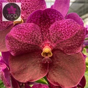 Orquídea Vanda Tawesuka x Vanda Blitz Hearthrob