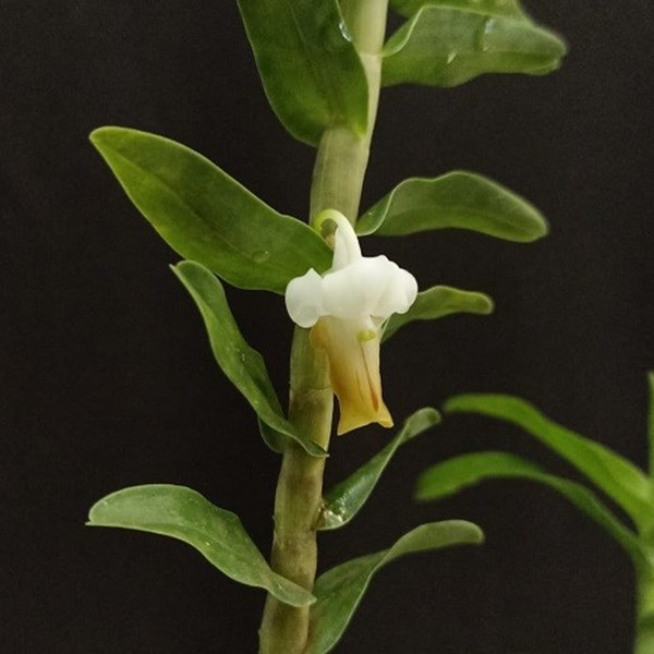 Dendrobium ellipsophyllum - S0515