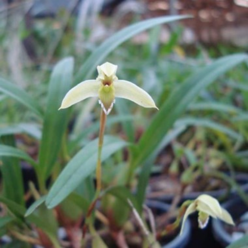 Orquídea Maxillaria cerifera