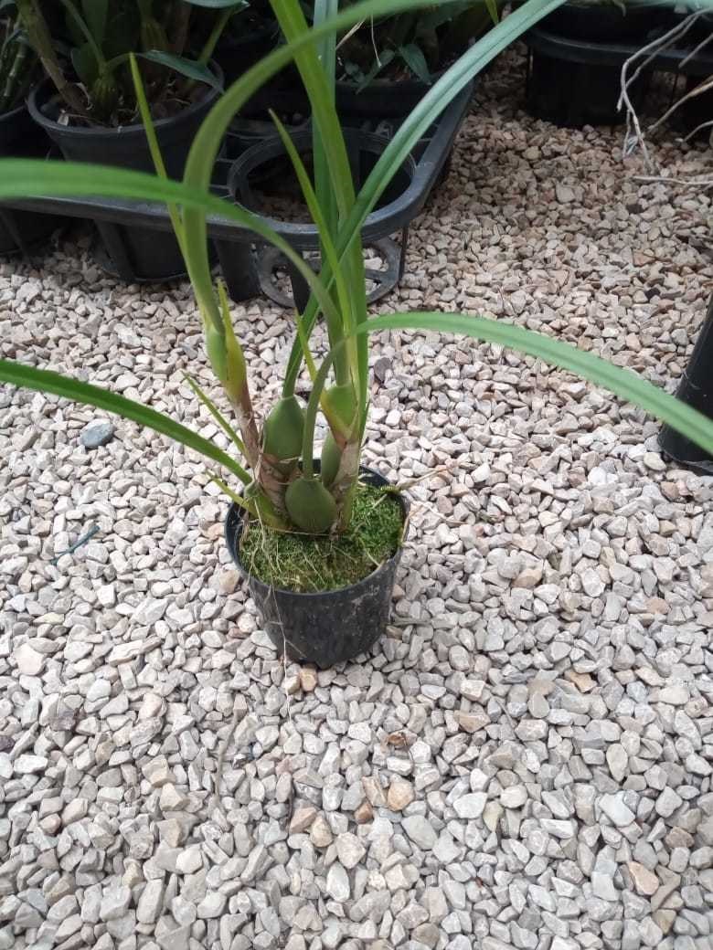 Orquídea Maxillaria tenuifolia