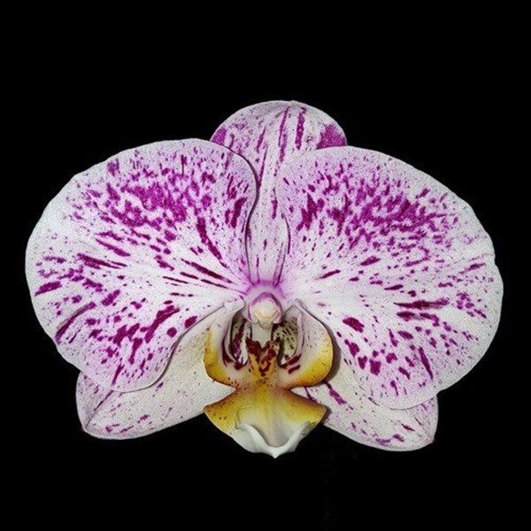 Orquídea Phalaenopsis Flor Lilás E Branca ! Planta Adulta ! - Orquiloja
