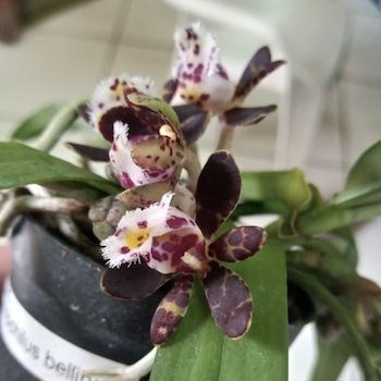 Gastrochillus bellinus