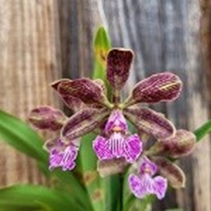 Catyclia Alaor Pinto Moreira ( Cattleya aclandiae x Ency. oncidioides )
