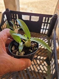 Dendrobium christyanum 