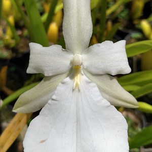 Orquídea Miltonia moreliana var. alba